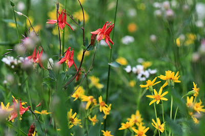 Johnson Ridge Meadow Flowers (South-Facing)