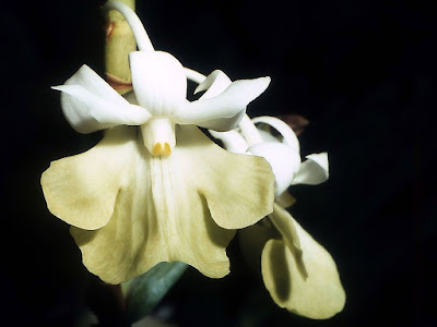 Grow and care Dendrobium uniflorum Griff (1851) orchid