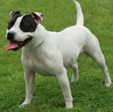 staffordshire bull terrier vacht