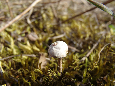 Tulostoma brumale berłóweczka zimowa