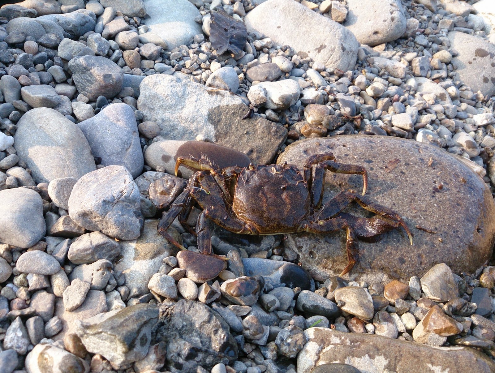 東京淡水魚図鑑 モクズガニ 東京淡水魚図鑑 モクズガニ