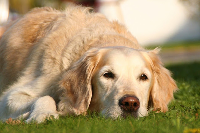 Lymes Disease in dogs