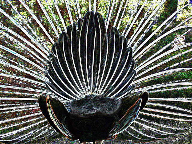 peacock from behind with photoshop effects applied