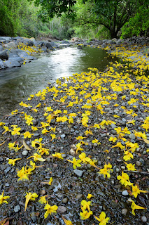 Yellow Flowers at Rio Viejo, Puriscal