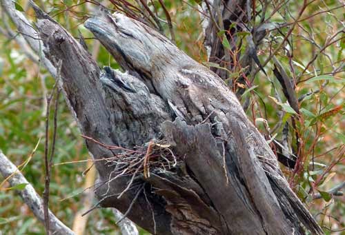 Tawny Frogmouth (Podargus Strigoides)