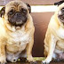 which dog is better male or female