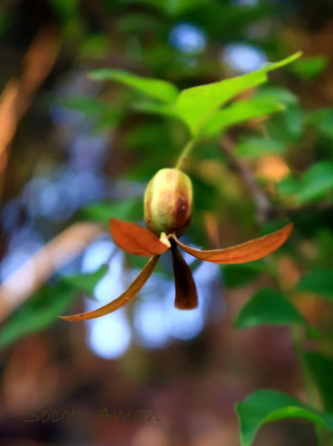 Buckleya lanceolata