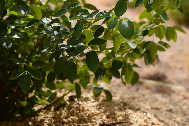 mulching with horse bedding pellets