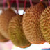 DURIAN "TAI BABI" JADI VIRAL UNTUK PECINTA DURIAN !!