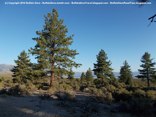 Mono Lake dispersed camping - view of trees and lake from my camp site