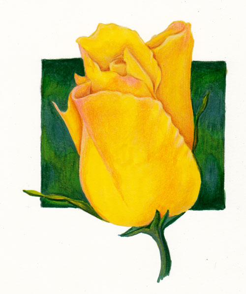 Yellow Rose Border. Yellow Rose - A Tutorial