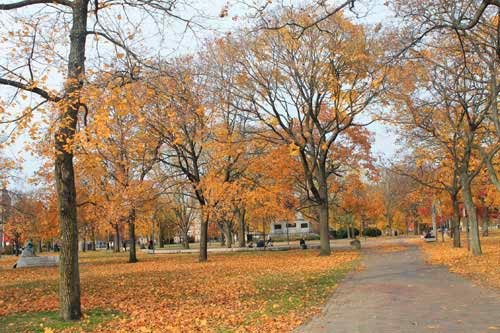 Boston ngập trong sắc vàng ngày cuối thu