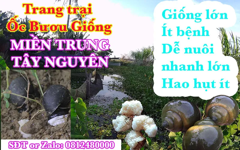 Chi phí đầu tư nuôi ốc bươu đen bao nhiêu?