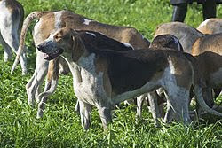 The Grand Anglo-Francais Tricolore is a dog breeds used