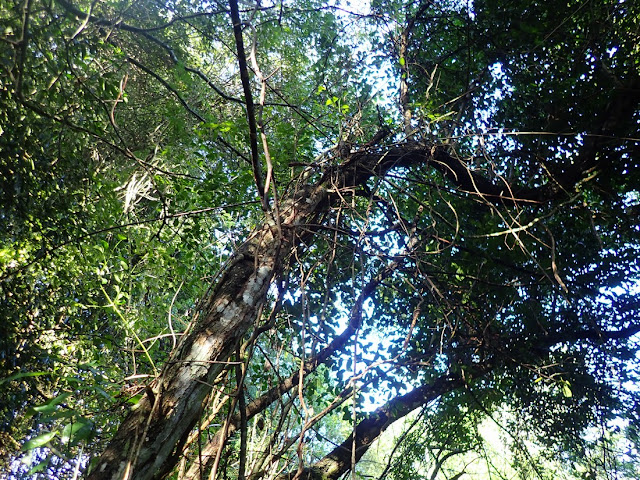 Psydrax obovata