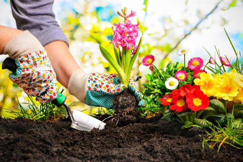 Flower Gardening Basics