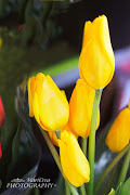Primavera, fiori e ancora fiori (tulipani gialli)