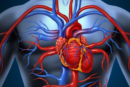Cara Kerja Jantung Dalam Badan Dan Cara Menjaga Jantung Tetap Sehat