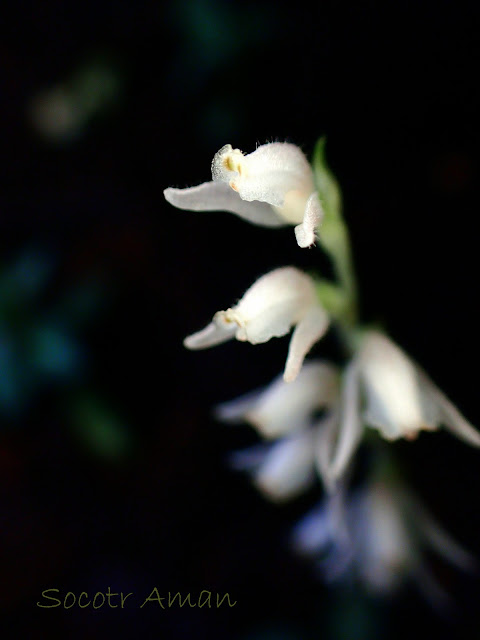 Goodyera schlechtendaliana