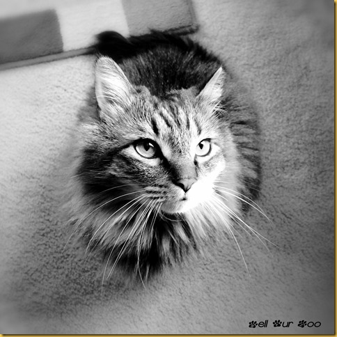 Matilda B&W May 23rd