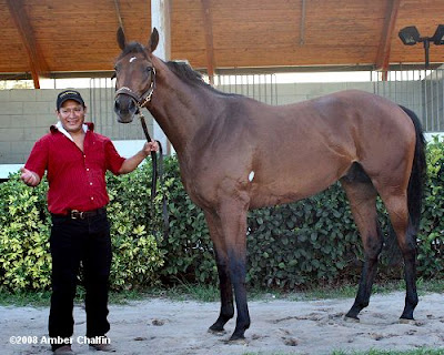 Big Brown after the Florida Derby