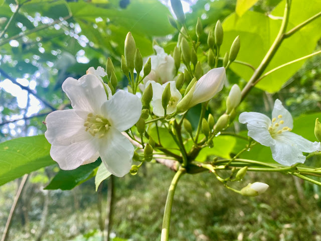 油桐花