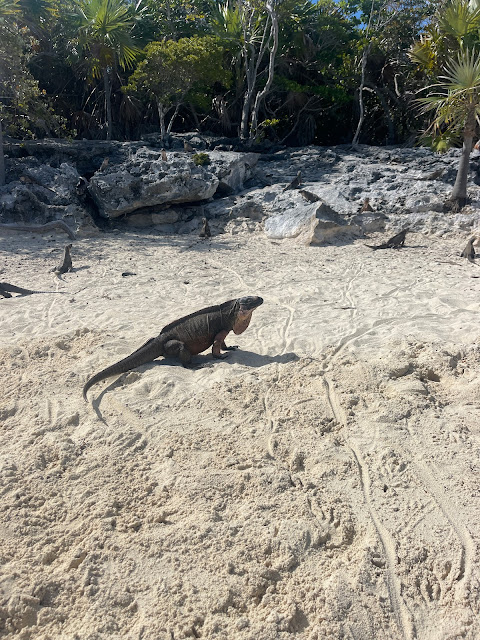 Allen Cay iguanas