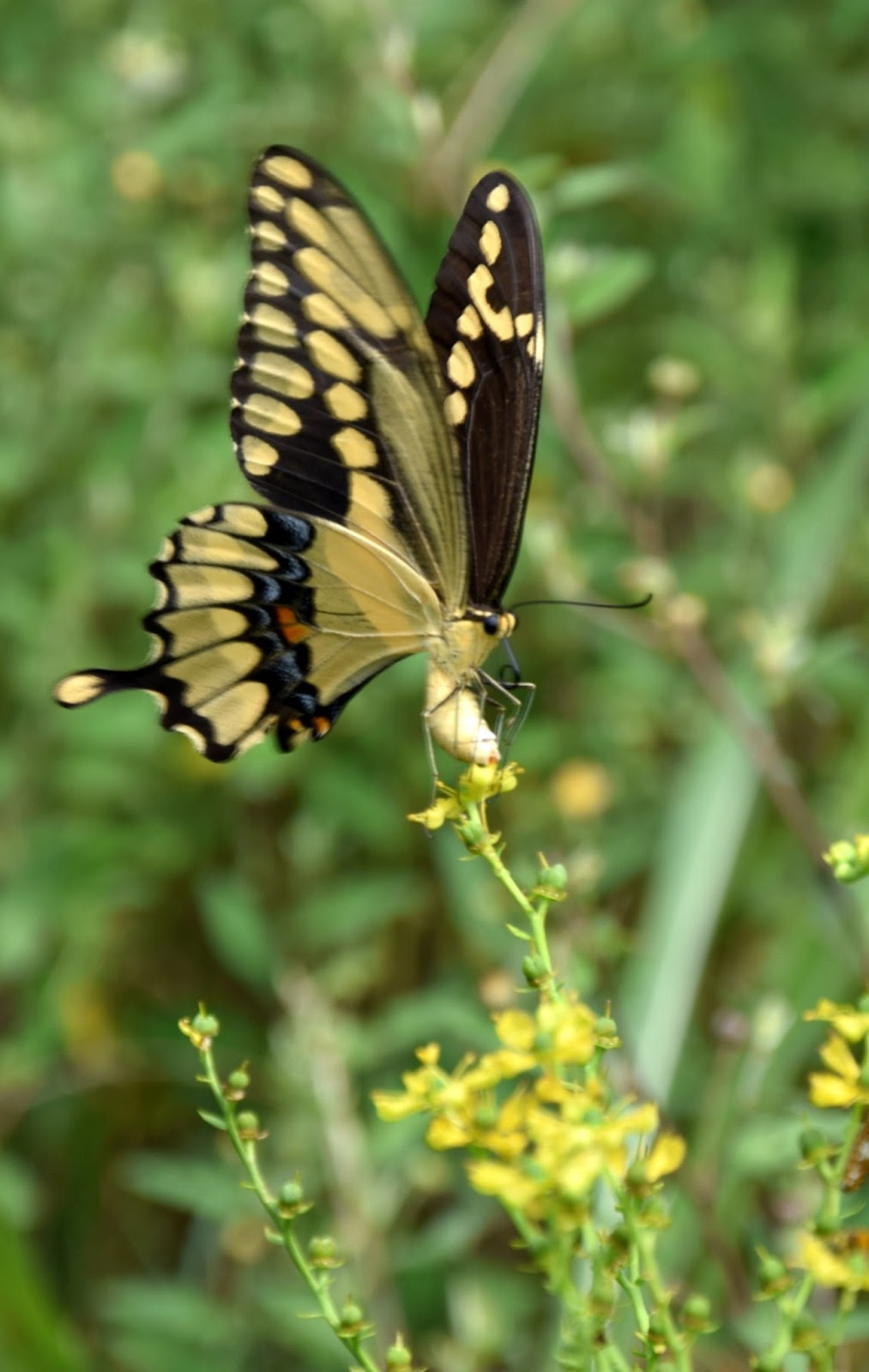 Using Georgia Native Plants Gardening For Butterflies