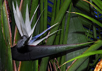 Bird Of Paradise Palm Tree