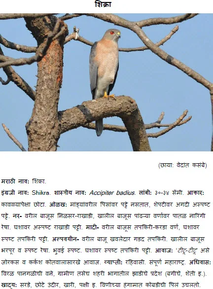 Shikra bird information in marathi