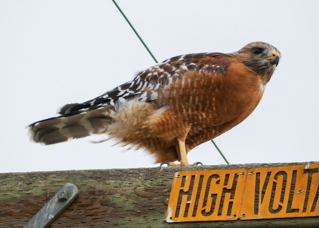 Red-shouldered Hawk at Cosumnes River Preserve Sacramento California