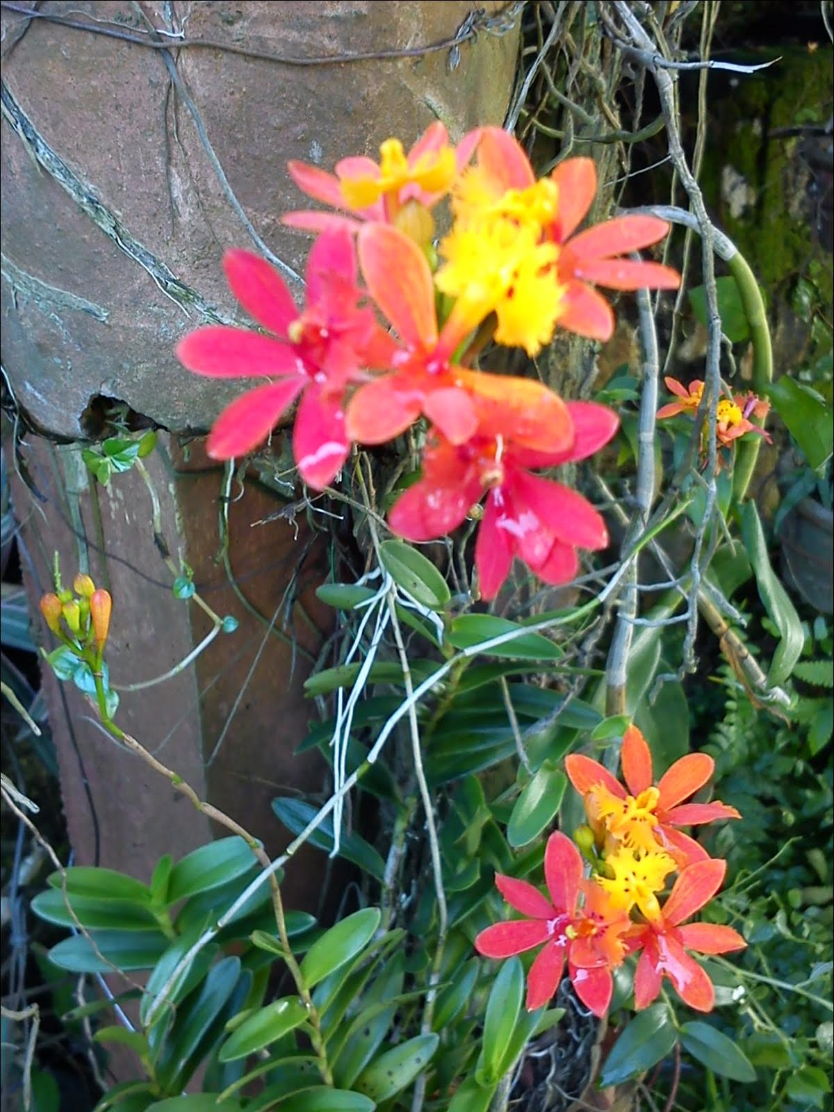 Seri Orkid: Cantiknya Orkid