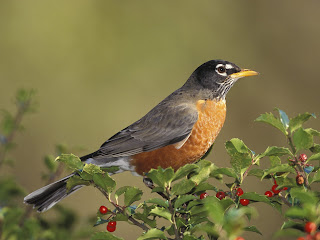 Robin Bird Background