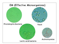 Pengaruh Effective Microorganisms 2 (Em2) Terhadap Pertumbuhan Dan Produksi Tanaman