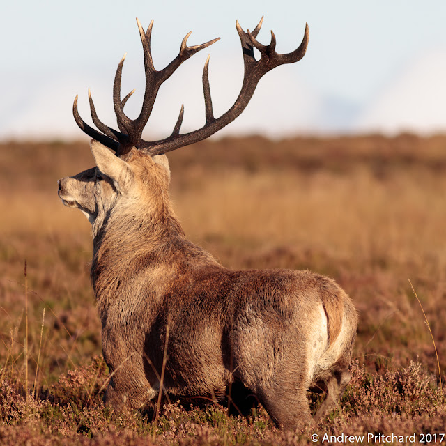 A stag with sixteen antler tines stands in the heather.