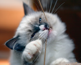 Abby contemplates the meaning of string by DirtBikeDBA (Mike) from flickr (CC-NC-ND)