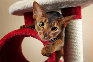 Enrichment tips for cats that many people miss