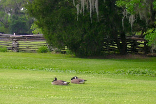 A beautiful day to relax in the grass