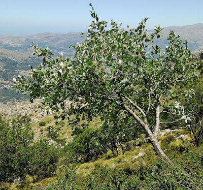 Ария зонтичная / Ария округлая / Рябина зонтичная (Aria umbellata, =Aria orbiculata, =Sorbus umbellata)