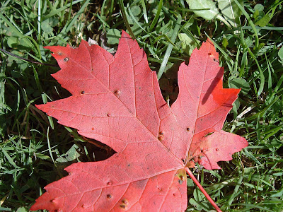 [Photo: red maple leaf © Nicky Sztybel.]