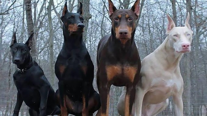 Raça criada como cão de guarda e companhia (Dobermann)