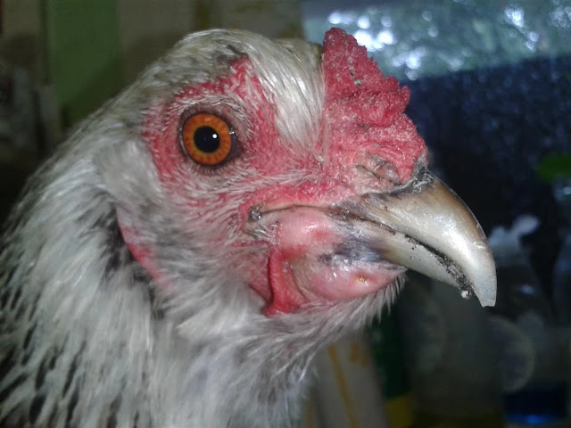 Effective Natural Remedies for Canker in Chickens