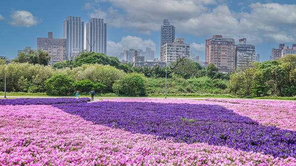 台北中正古亭河濱公園花海區，矮牽牛和醉蝶花海紫色夢幻美不勝收