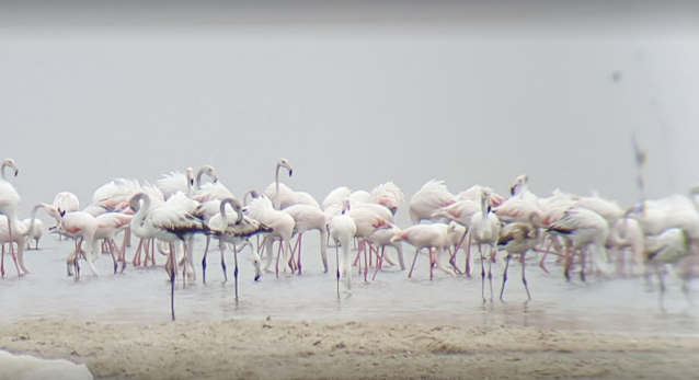 Fayoum’s bird watching experience