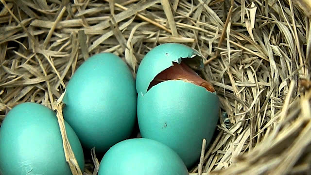 Robin Birds Nest