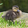 Black And Yellow Baby Ducks Breed