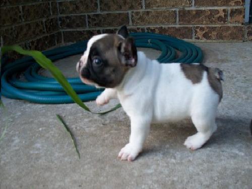 French Bulldog Puppies