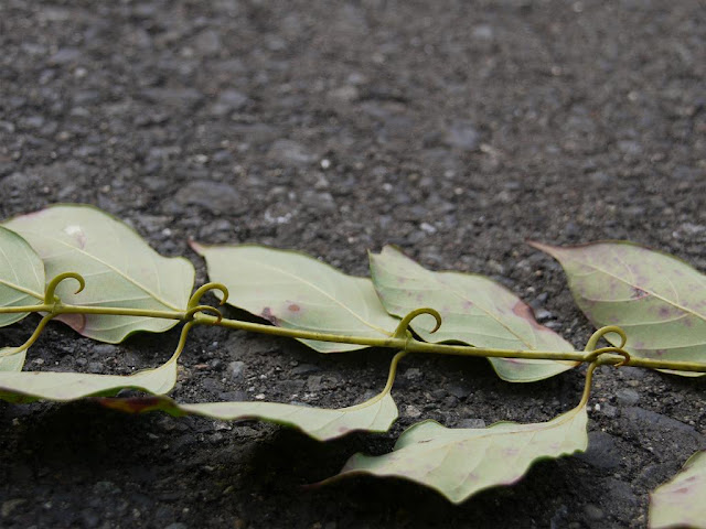 Câu Đằng-Uncaria rhynchophylla-Nguyên liệu làm thuốc Hạ Huyết Áp