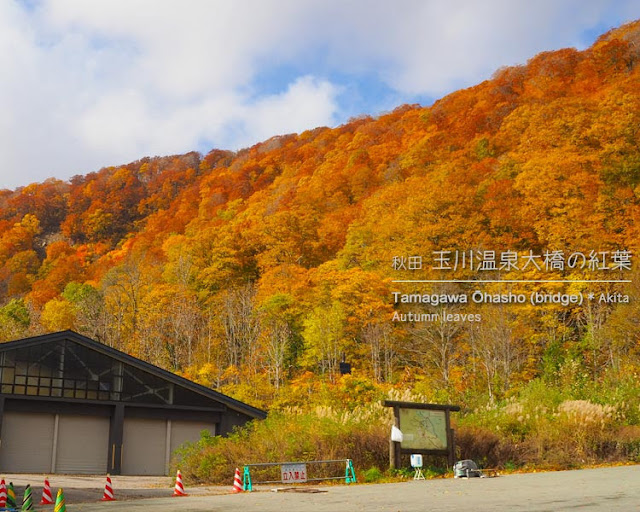 玉川温泉大橋から見る紅葉