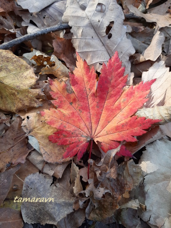 Клён ложнозибольдов (Acer pseudosieboldianum)